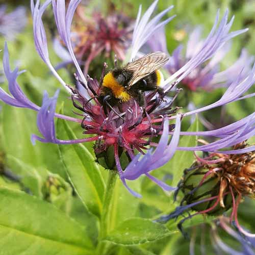 borders and planting