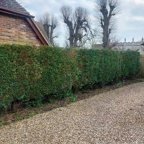 hedge cutting in wiltshire
